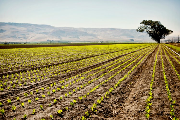 What You Need to Know Before Purchasing That Land