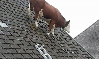 Wananchi Wahofia Kudhuriwa na Ng'ombe