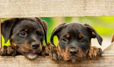 Making Your Home Pet-Friendly