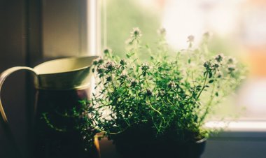 Importance of  Plants in your Home