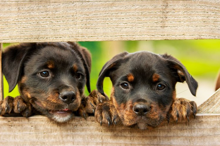 Making Your Home Pet-Friendly