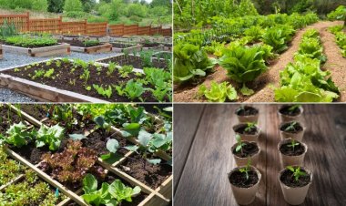 How to Come Up With a Simple Vegetable Garden
