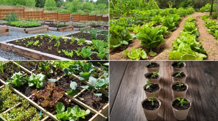 How to Come Up With a Simple Vegetable Garden