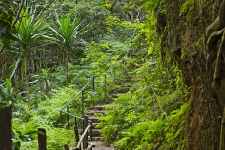 Karura Forest