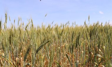 Serikali ya Tanzania Yaridhishwa na Uwekezaji Mashamba ya Ngano, Siha