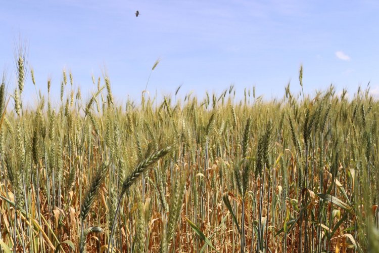 Serikali ya Tanzania Yaridhishwa na Uwekezaji Mashamba ya Ngano, Siha