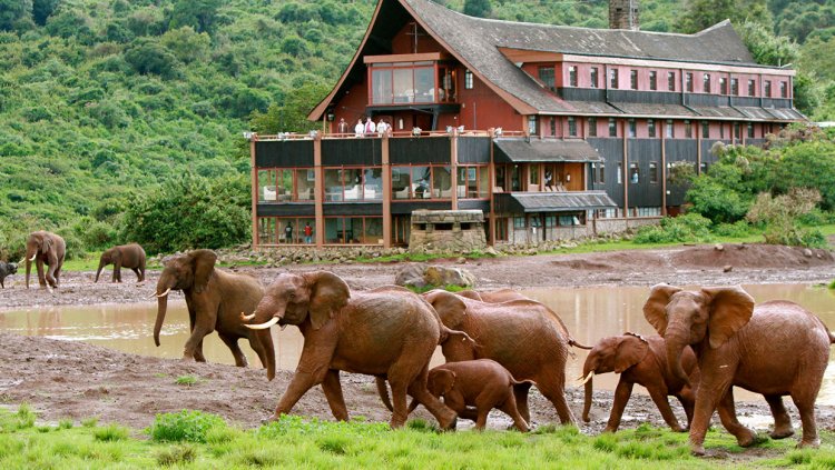 The Ark Lodge: The Hidden Gem in Kenya