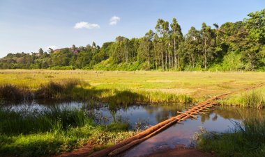 The Shape Shifting Ondiri Swamp in Kenya
