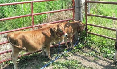 Benefits of Introducing Micro-livestock in Real Estate