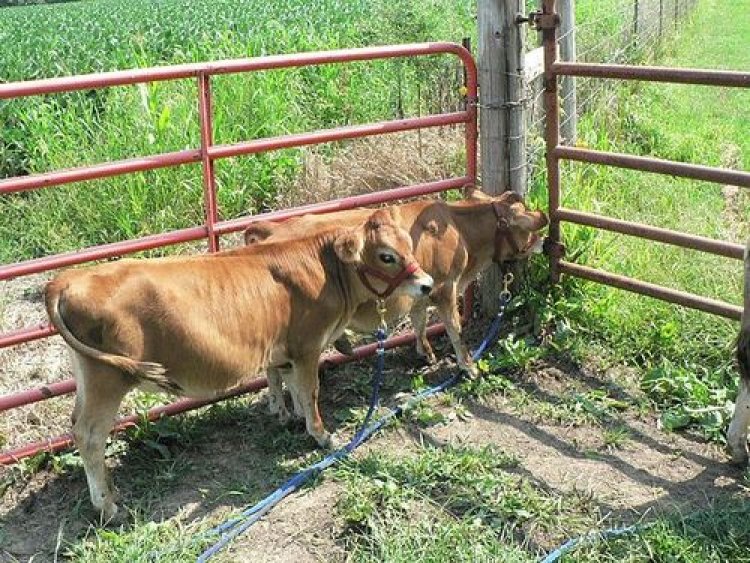 Benefits of Introducing Micro-livestock in Real Estate