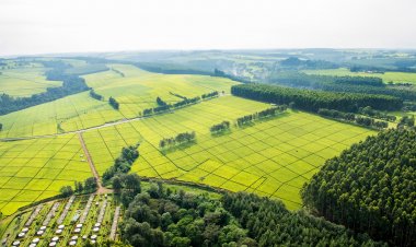 Travel Diaries: Places to Visit in Kericho