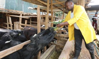 How Real Estate and Animal Rearing Industries Can Support Each Other