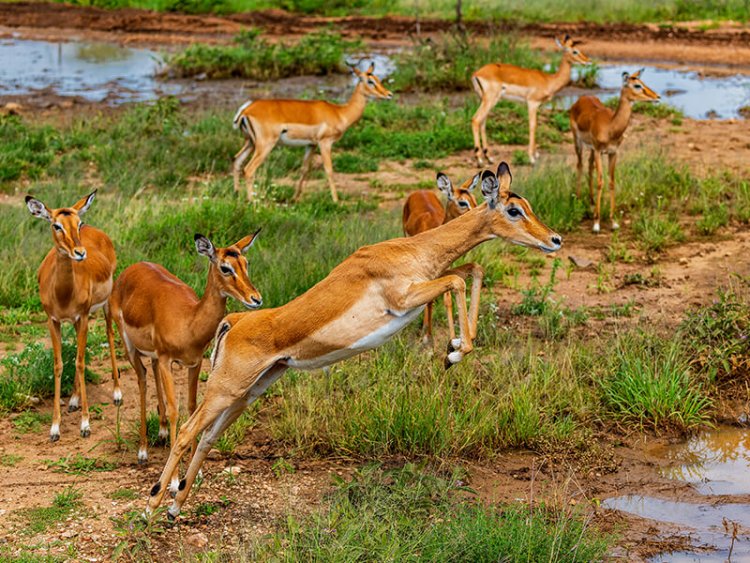Travel Diaries: Places to Visit in Kisumu