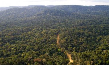 Mau Forest's Struggle for Survival Amid Political Turmoil and Conservation Efforts