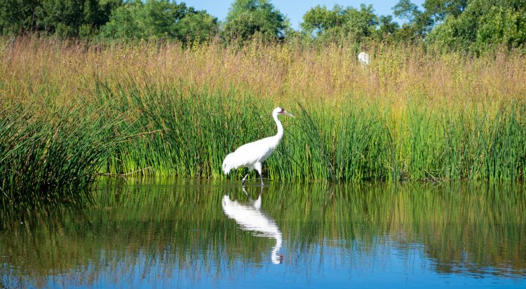 World Wetlands Day 2024    